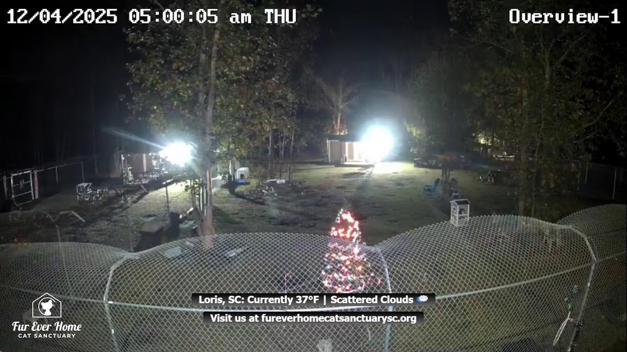 Fur Ever Home Cat Sanctuary Live Stream