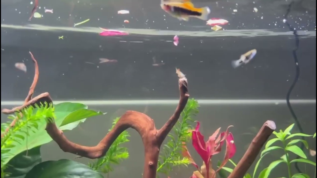 Feeding swordtail fish.