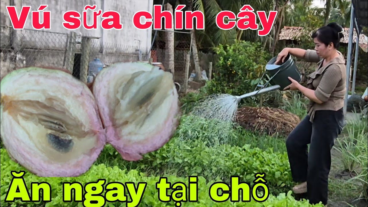 Vú sữa chín cây ăn ngay tại chỗ.| Cơm Quê 