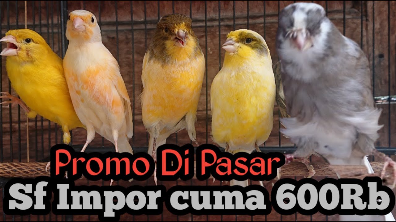 Tumben Di Promo in Murah Harga Kenari Dipasar Ini, Biasanya Mahal Dua