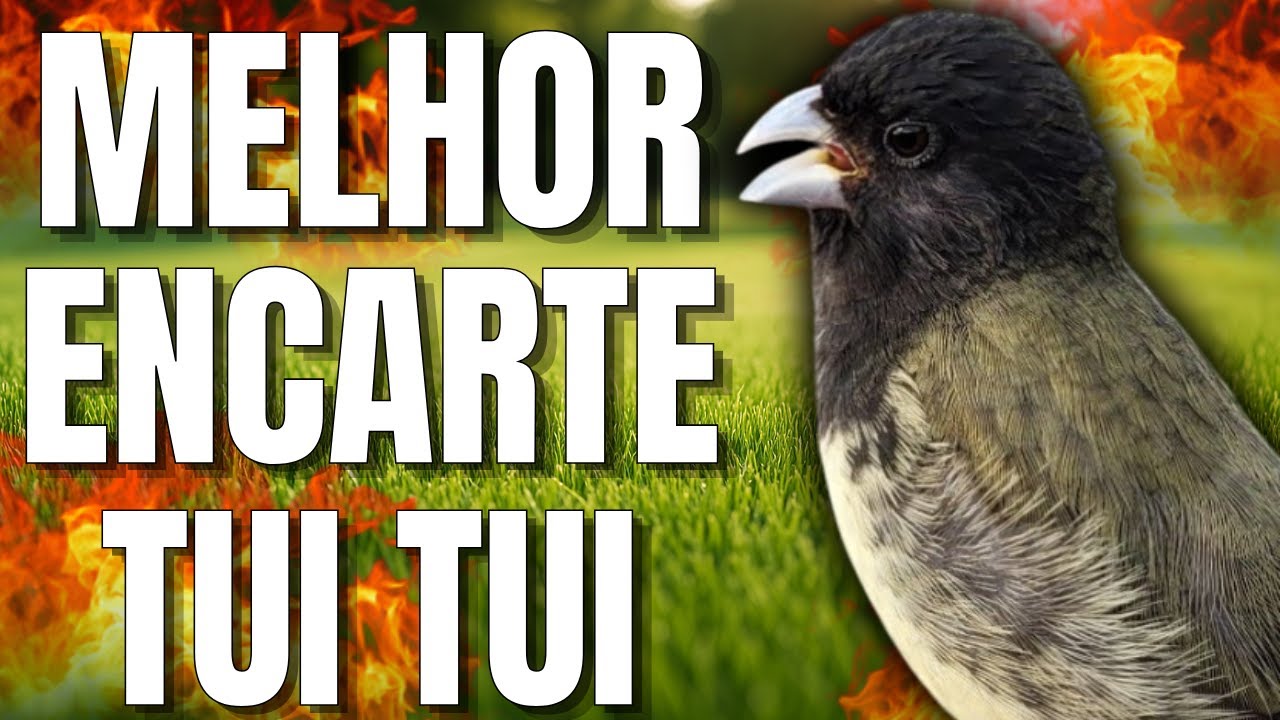 ENCARTES COLEIRO TUI TUI PARA TREINAMENTO DE COLEIRO E ESQUENTAR COLEIRO TUI TUI