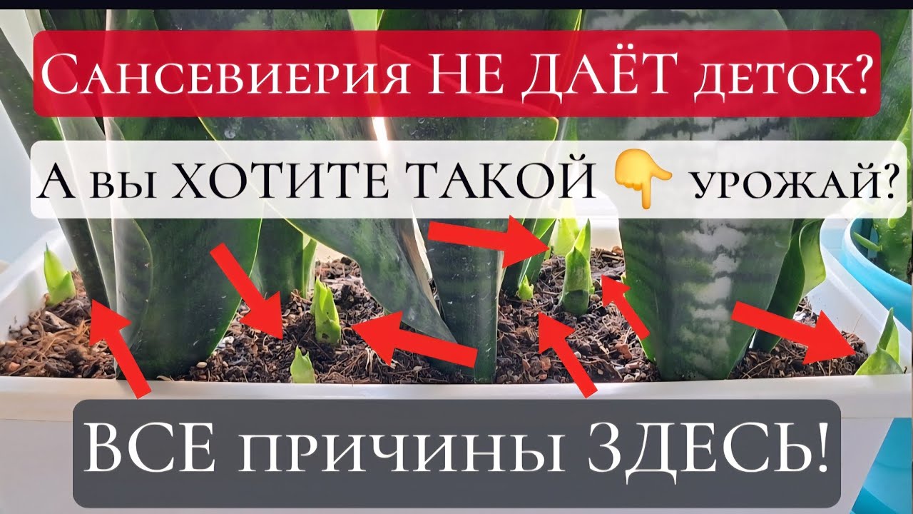 Почему Сансевиерия НЕ ДАЁТ деток? Как получить БОЛЬШОЙ УРОЖАЙ?