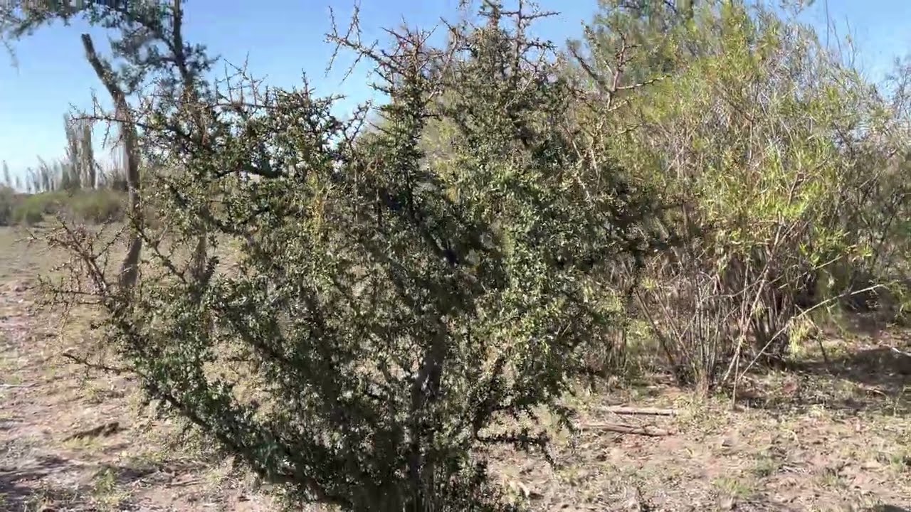 🌳 The piquill&iacute;n (Condalia microphylla) is a species of xeric shrub 🌳  (4K) 🎥