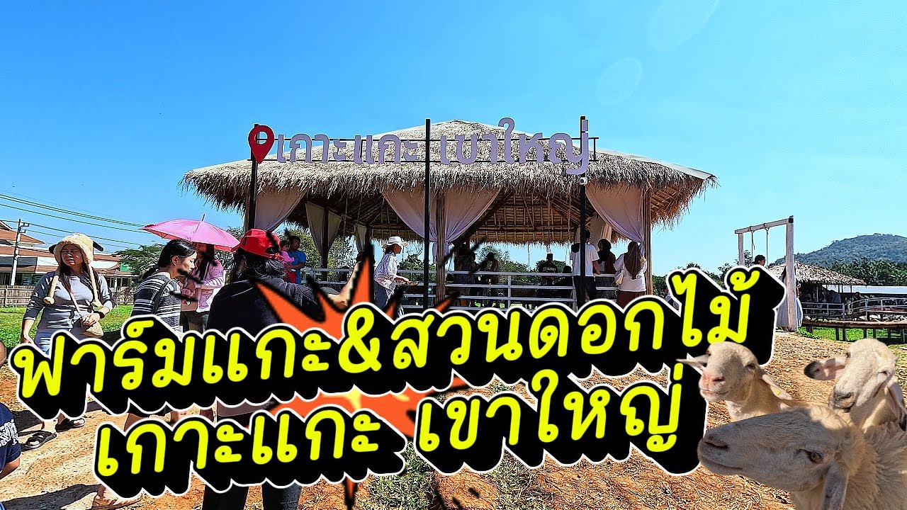 ฟาร์มแกะ&สวนดอกไม้ l เกาะแกะ เขาใหญ่ Koh Sheep Khao Yai (1ม.ค69)