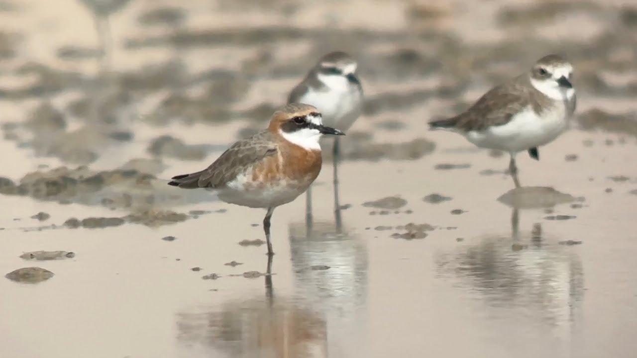 Gravelot de Leschenault, Greater sand plover, Anarhynchus Leschenaultii, Oman, Novembre 2025