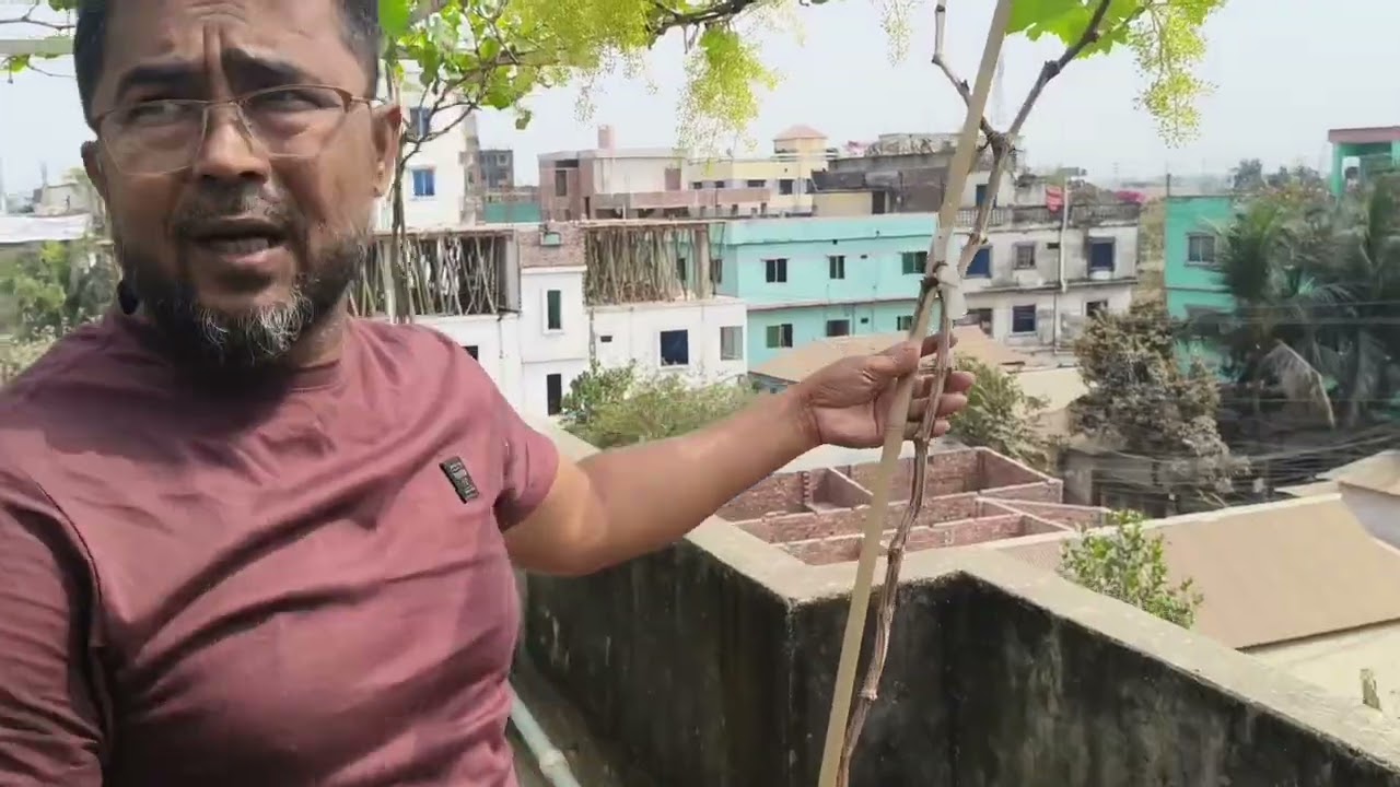 ছাদ বাগান করে সফল আলমগীর ভাই...... 
