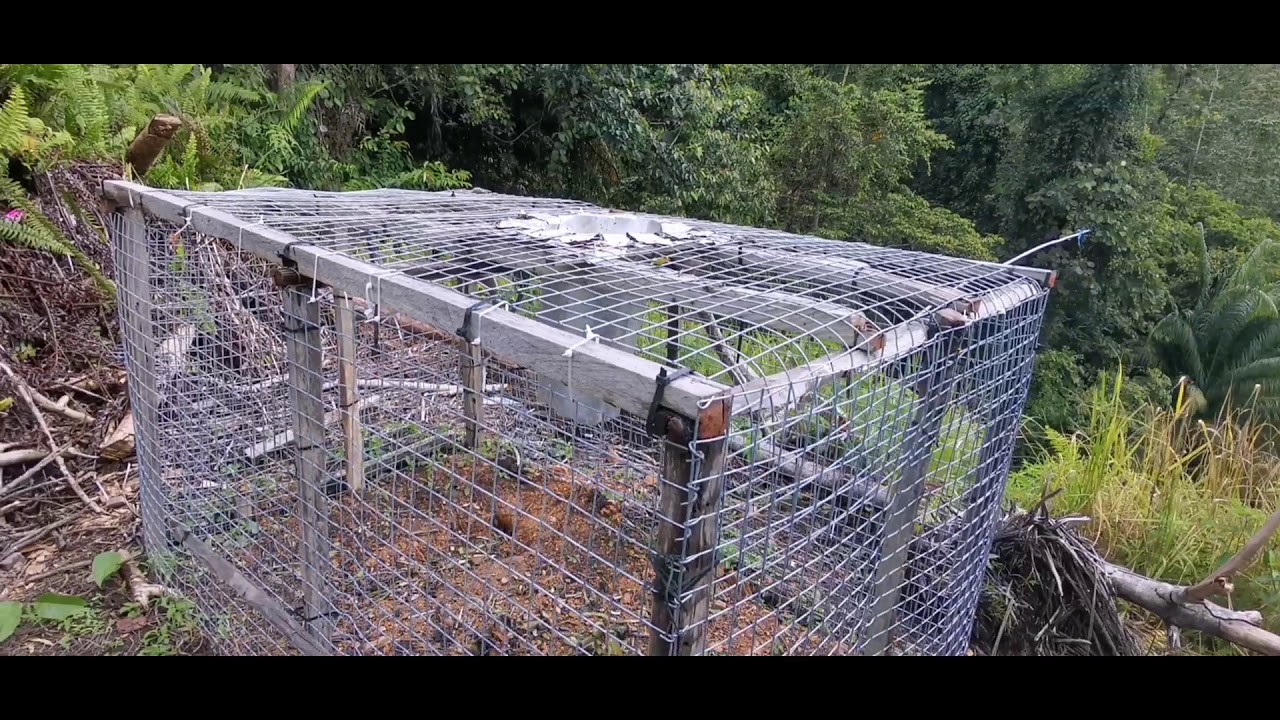 Perangkap kera /monyet -Monkey Disaster