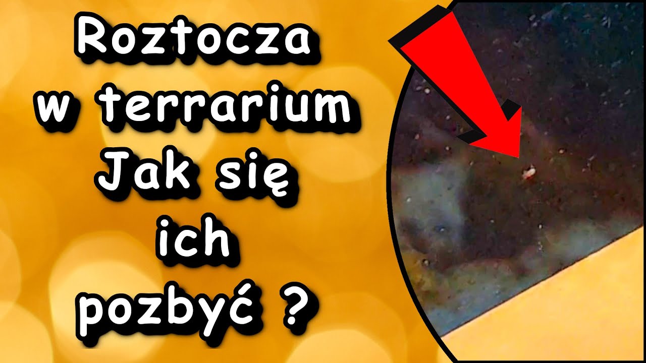 Roztocza jak sobie z nimi poradzić i czy faktycznie jest się czego bać? 😱😱😱😱