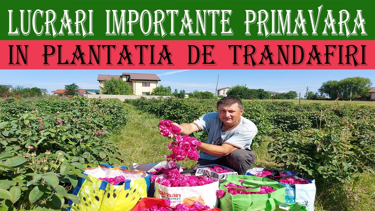4 Lucrari  IMPORTANTE  de facut  primavara  trandafirilor de dulceata - MARIN CONSTANTIN