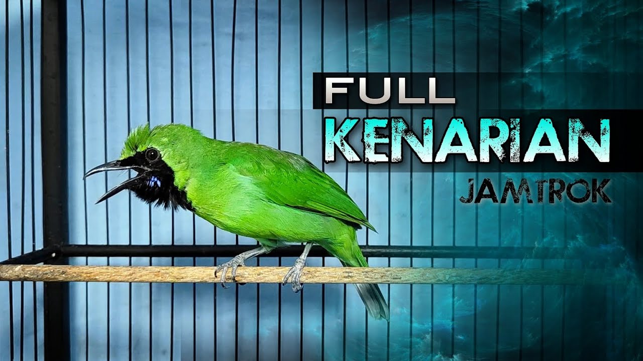 FULL KENARIAN || CUCAK IJO JAMTROK FULL TEMBAKAN KENARI