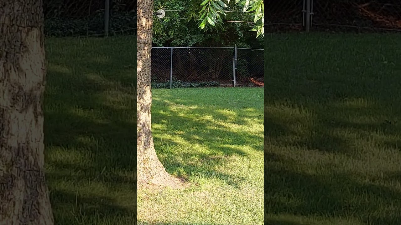 Baby DogMan Pup caught on video in my backyard!