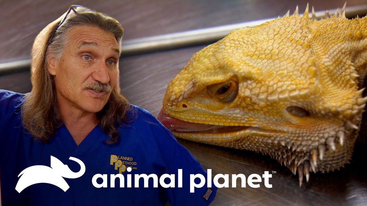 Emergencia con dragón barbudo termina con malas noticias | Dr. Jeff, Veterinario | Animal Planet