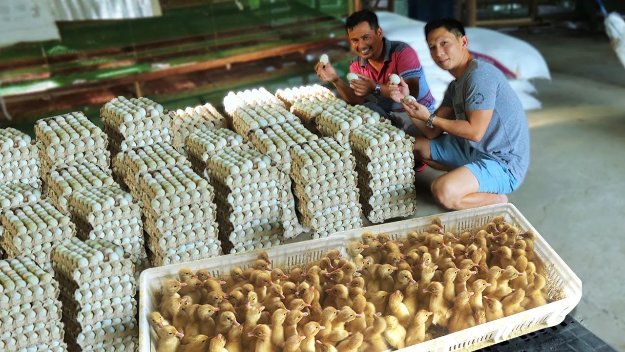 DUCK FARMING│ How this farm raised thousands ducks & Produce thousands of eggs everyday