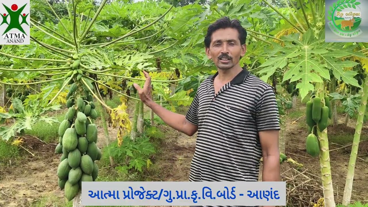 🌱પ્રાકૃતિક ખેતી પધ્ધતિ થકી દેશી પપૈયાની ખેતી કરી ખેડૂત મેળવે છે સારી આવક💰