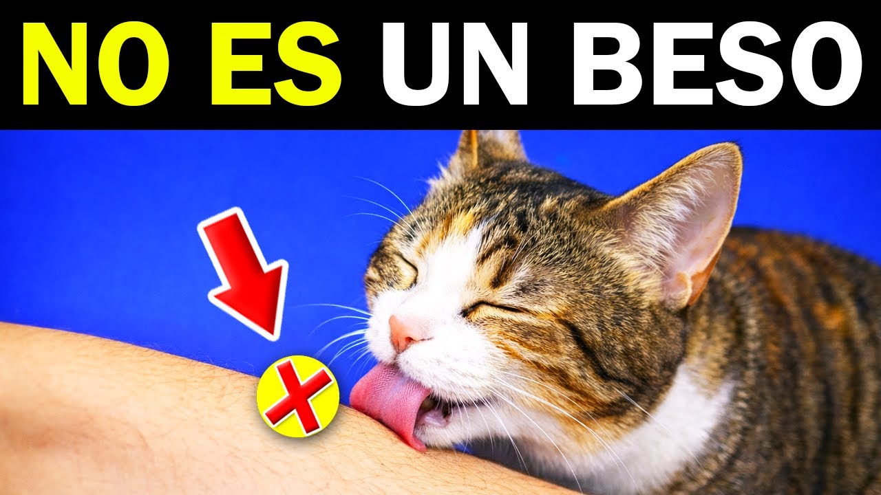 ¿Tu GATO te LAME? Esto es lo que REALMENTE significa (No es lo que imaginas)