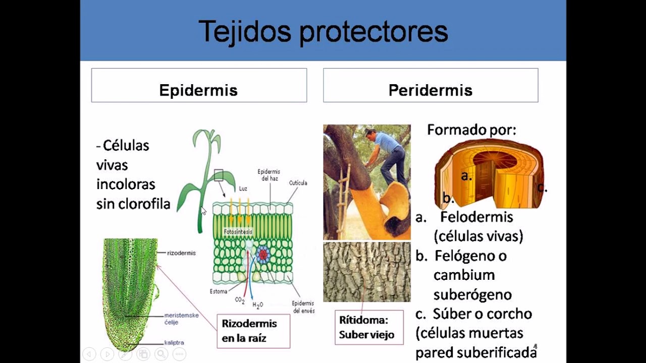 Tejidos vegetales