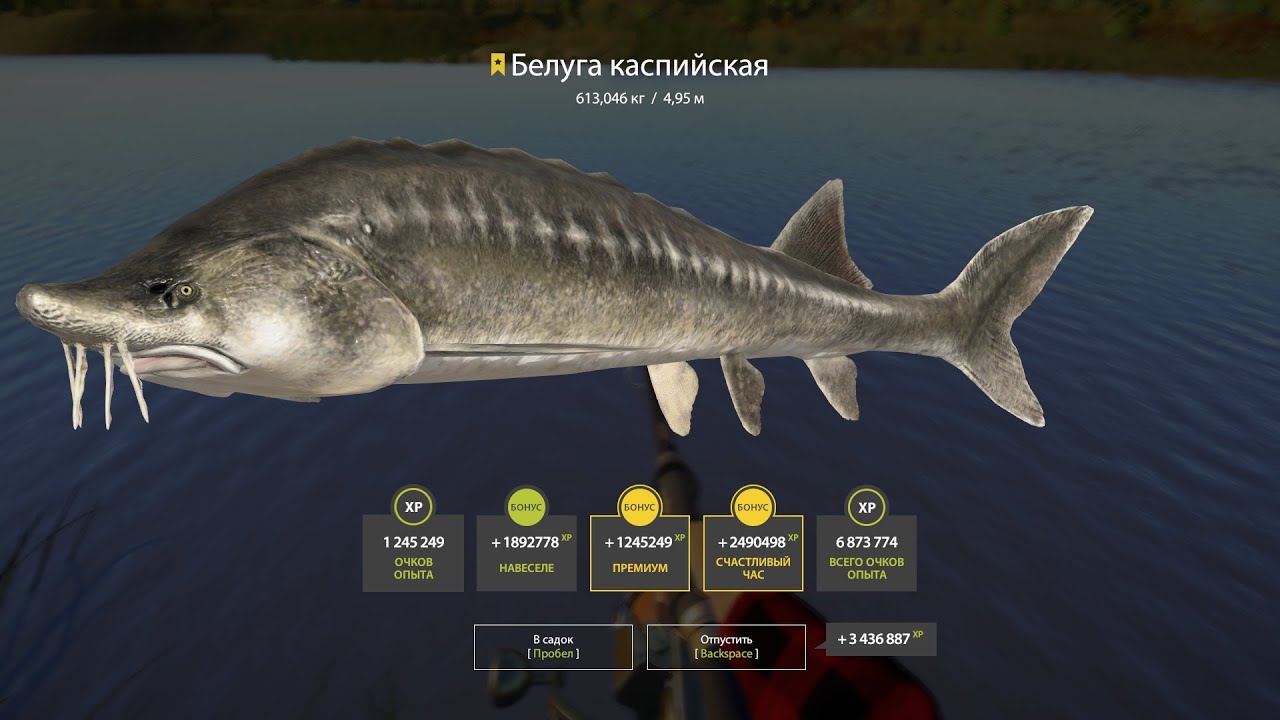 Русская Рыбалка 4!!!Белуга Каспийская Трофей 613,046 кг!!!
