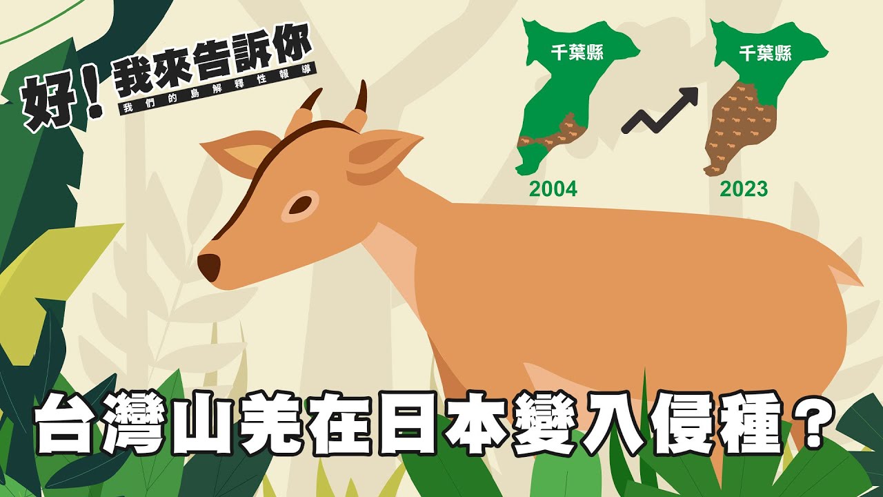 台灣山羌變成日本外來種？【好！我來告訴你】｜公視我們的島解釋性報導 EP5｜台湾のキョンが日本で外来種に指定？それってホント？『その疑問にお答えします』｜台湾公共放送「我々の島」による解説付きレポート