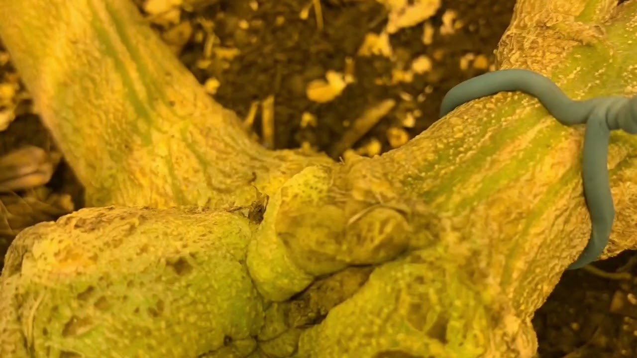 Kmintz flowering period