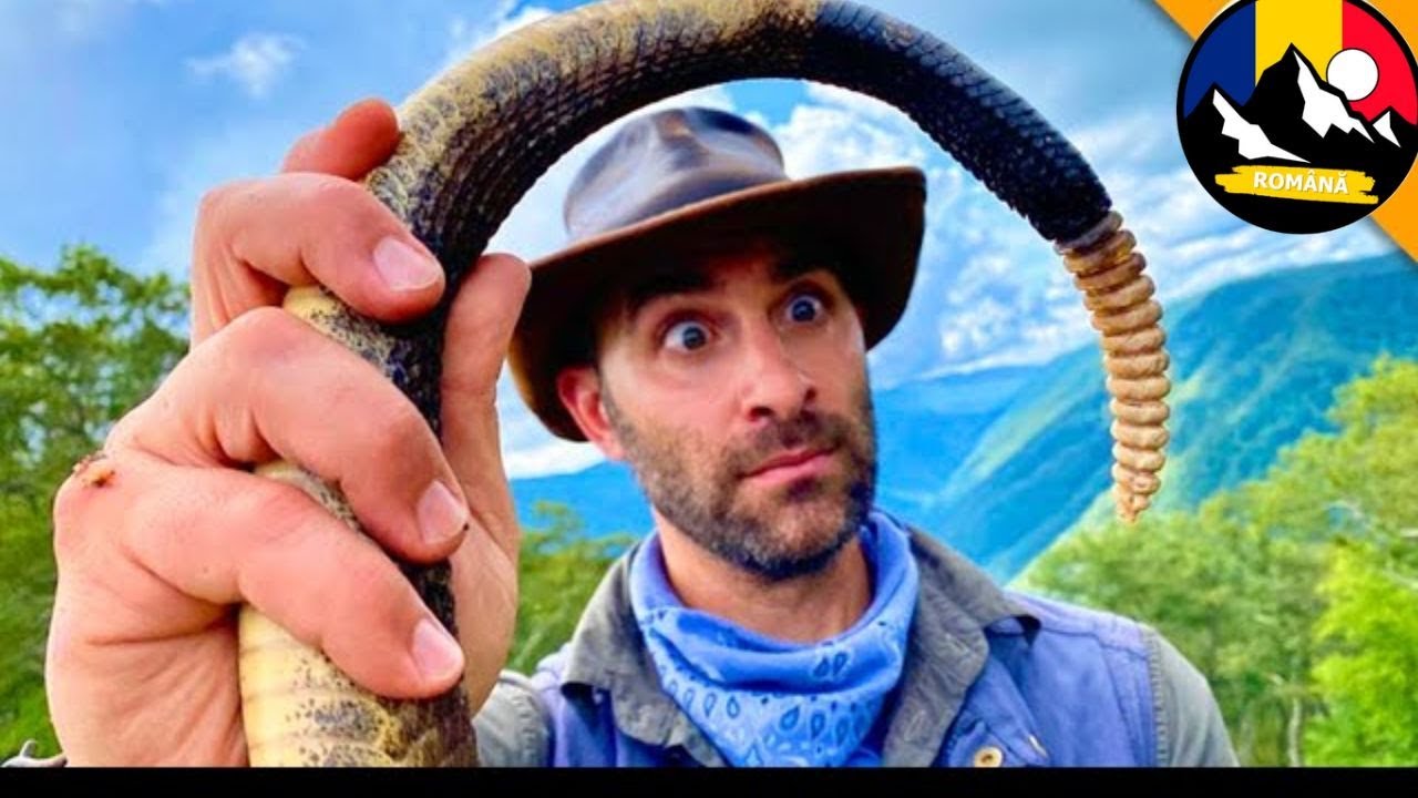 Șarpe cu clopoței 🐍 Ce se află în interiorul zornăitoarei unui șarpe periculos? Brave Wilderness