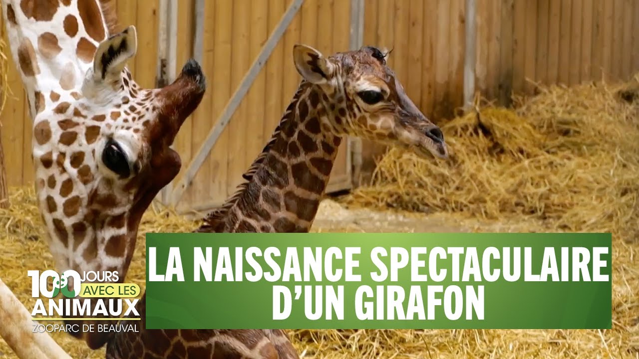 L'accouchement impressionnant d'une girafe - 100 jours avec les animaux du Zoo de Beauval