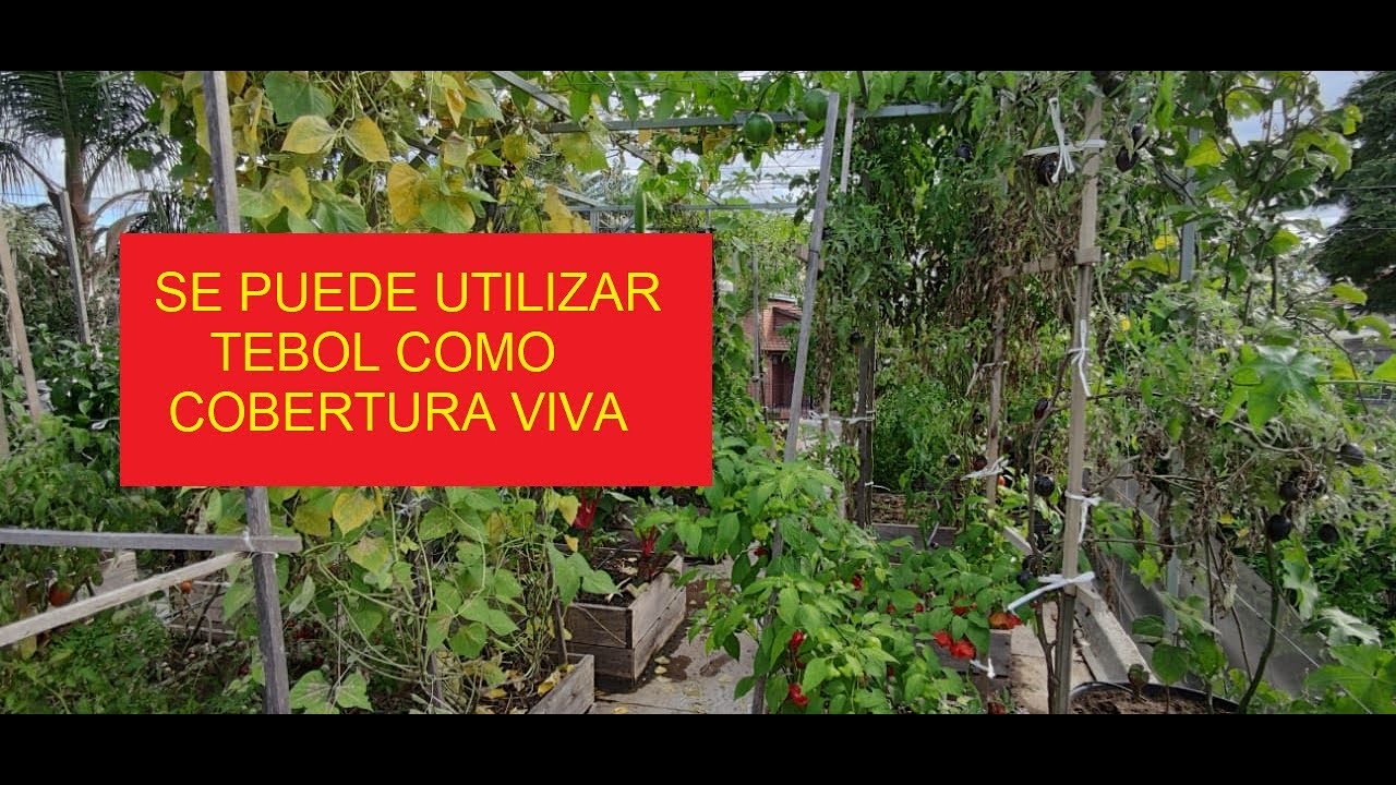 EN QUE MOMENTO SE COSECHAN LAS CALABAZAS ?