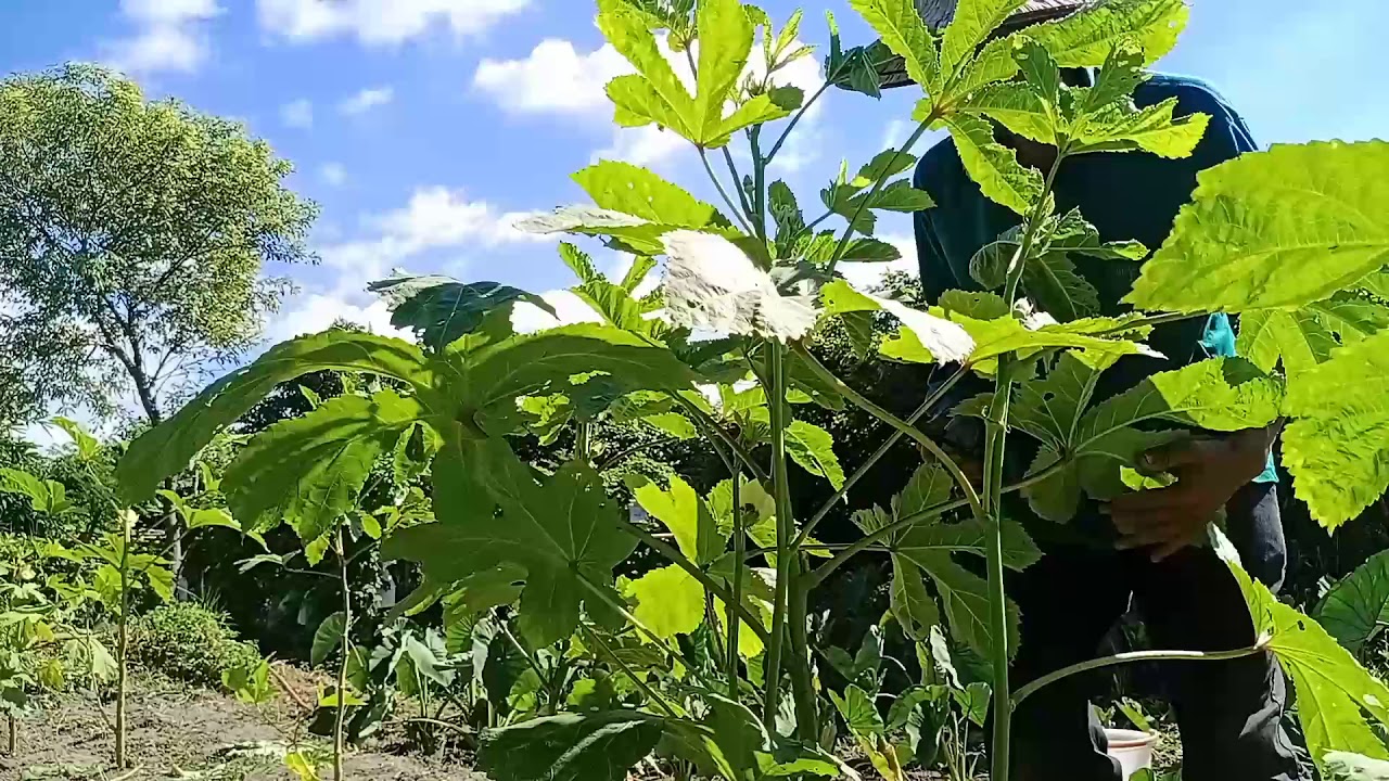 ~(秋葵種值需要什麼條件)~(及什麼剪枝)~