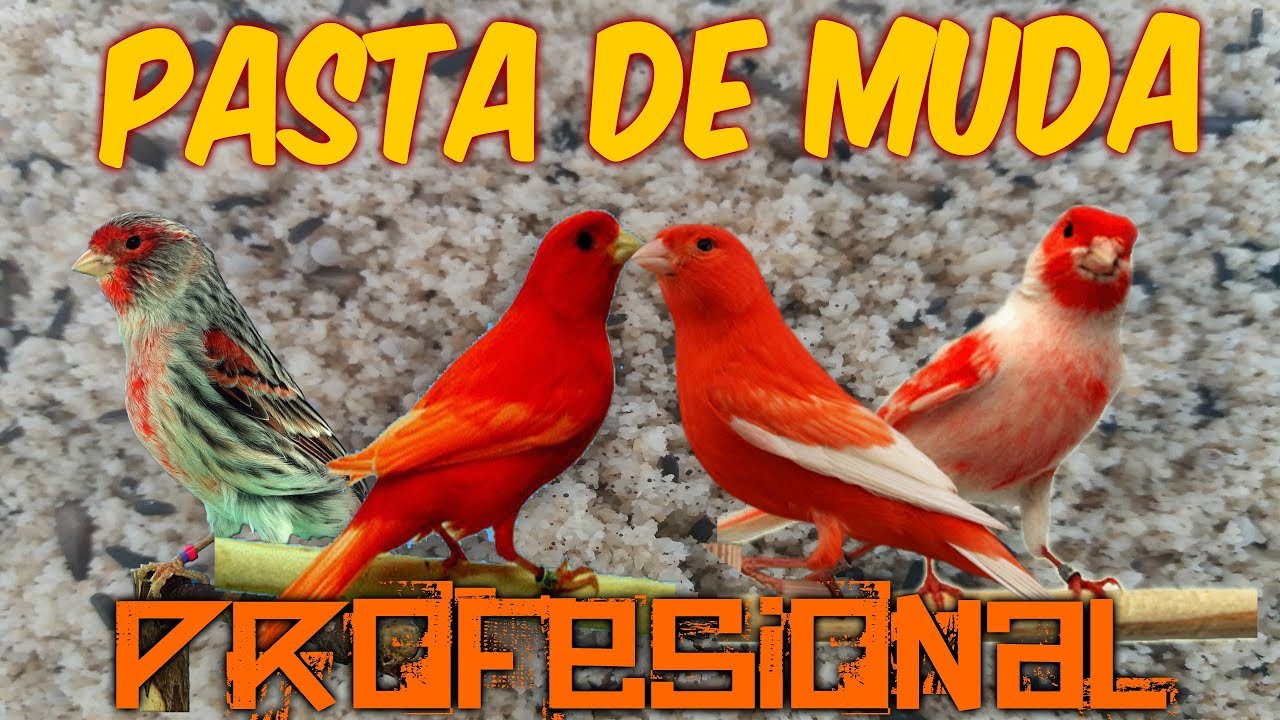 PASTA DE MUDA PROFESIONAL