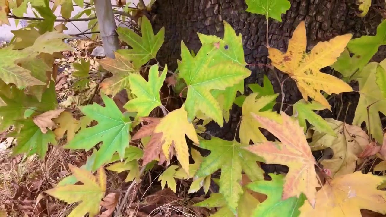 The Healing Power of Nature | Deep Relaxation | Beautiful Autumn