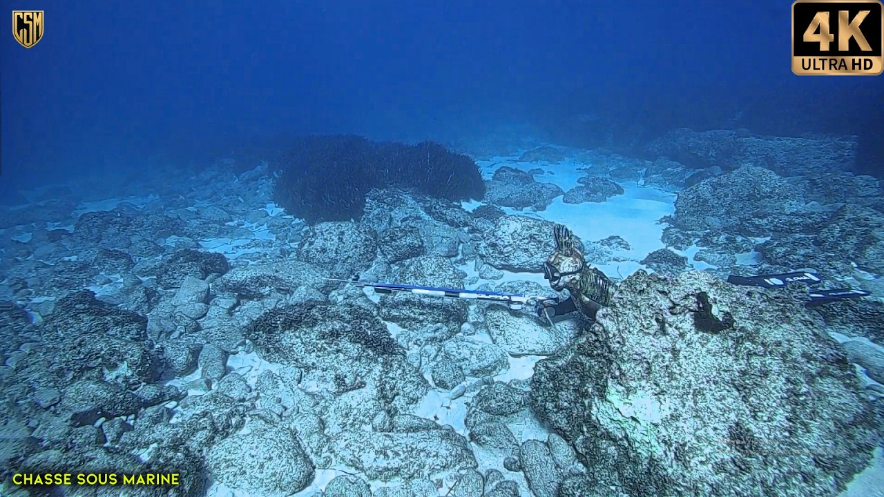 CHASSE SOUS MARINE Poissons avec des vers dangereux Mediterranee Peche sous marine 2026