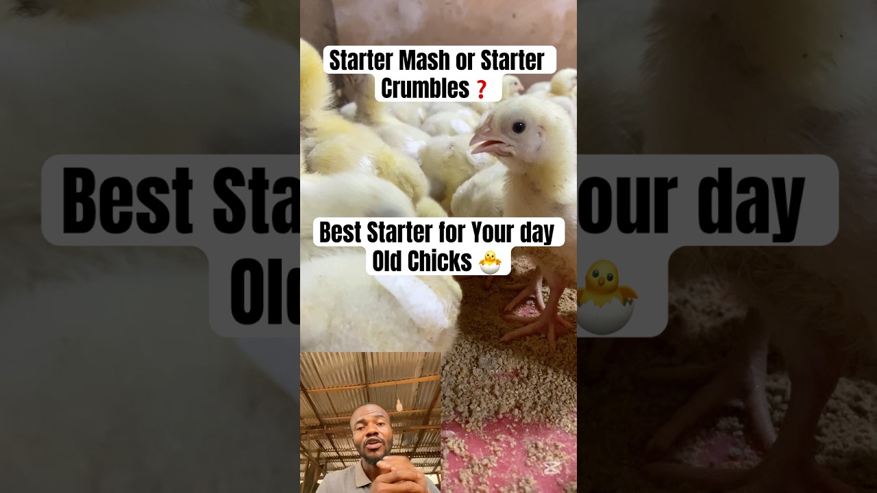 🌟 Best Starter Feed for Your Day-Old Chicks 🌟 #farmingtips #poultrytips