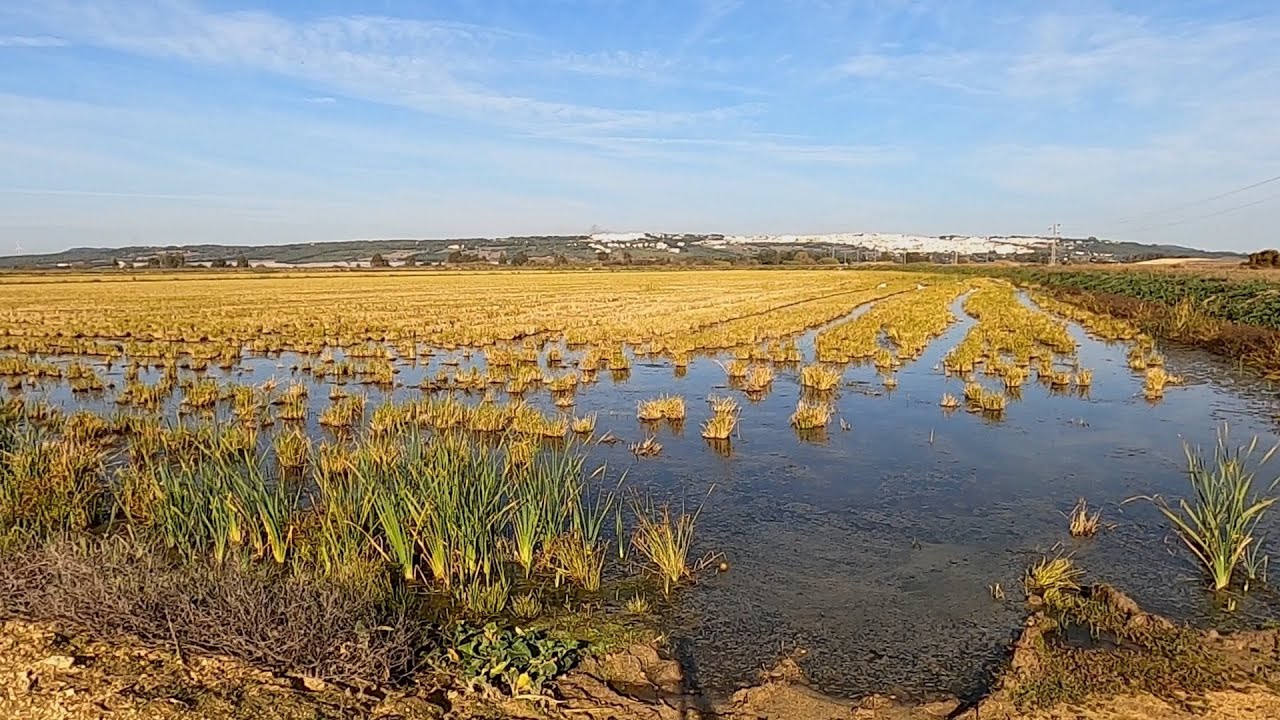 A walk through the rice fields of Benalup-Casas Viejas