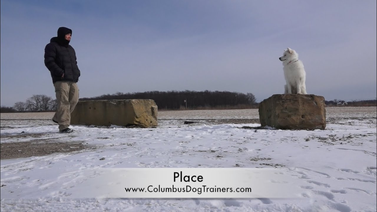 Dog Training: 8 Month Old Samoyed, Teddy! Before/After 2 Week Board and Train!