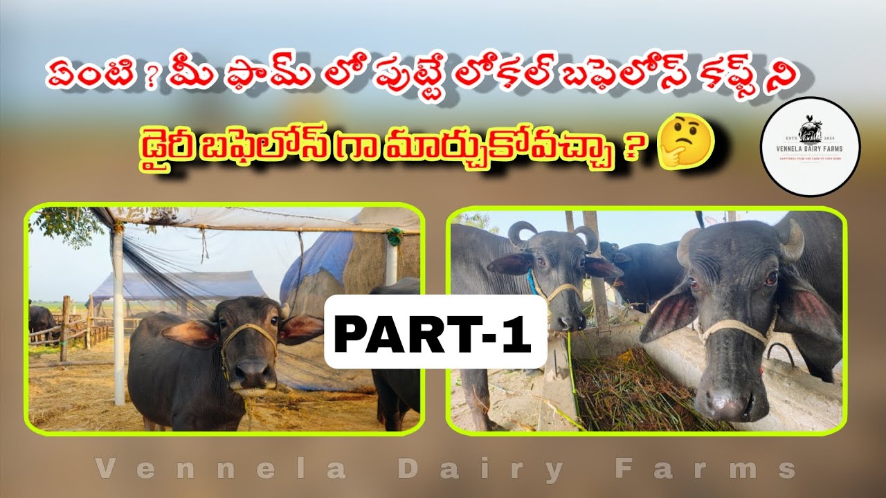 మీ దగర ఉన్న లోకల్ బర్రెలు తో |  డైరీ ఫామ్ లో పెంచే బర్రెలు లాగా మార్చుకోవచ్చు...🐃 Part-1