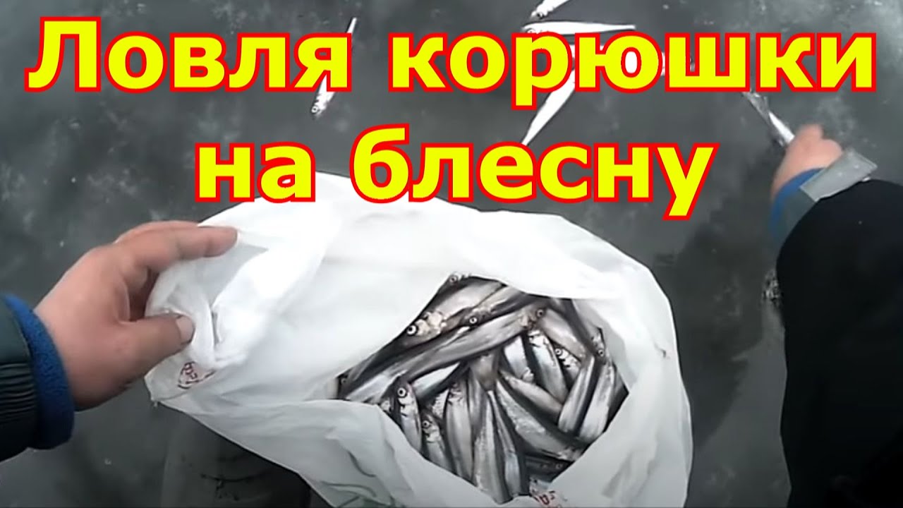Ловля корюшки на блесну