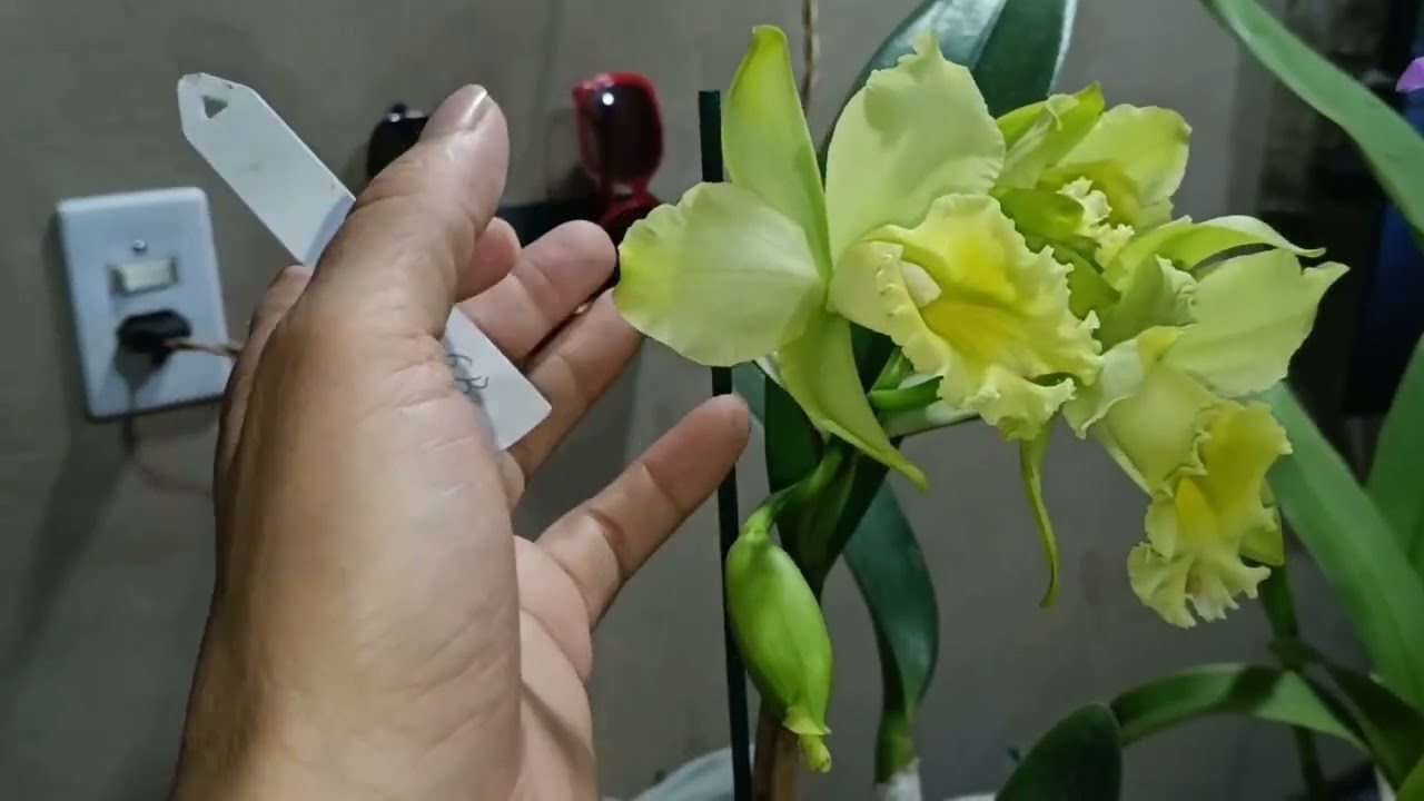 Orquídeas quais orquídeas eu comprei no orquidario.