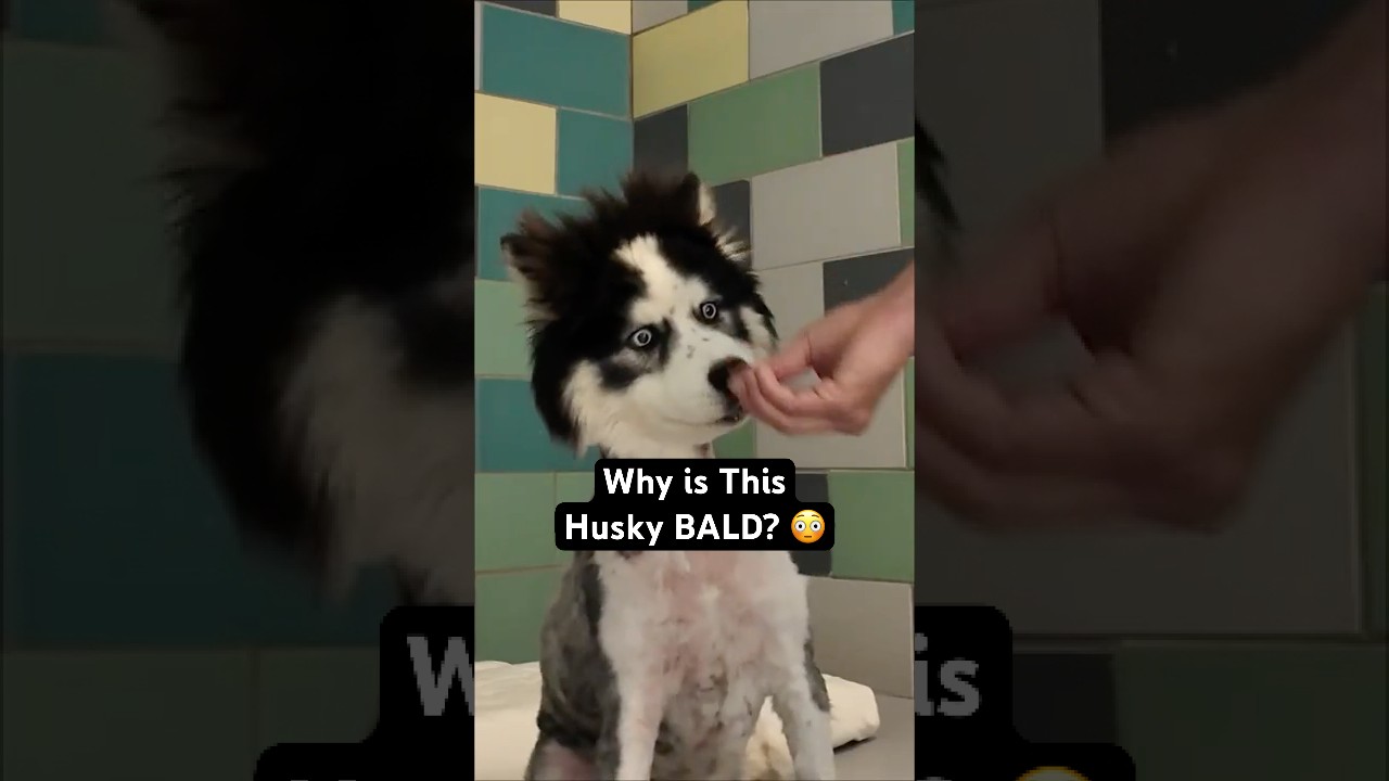 She was Shaved Bald - Wait Until you Hear Why 🥺