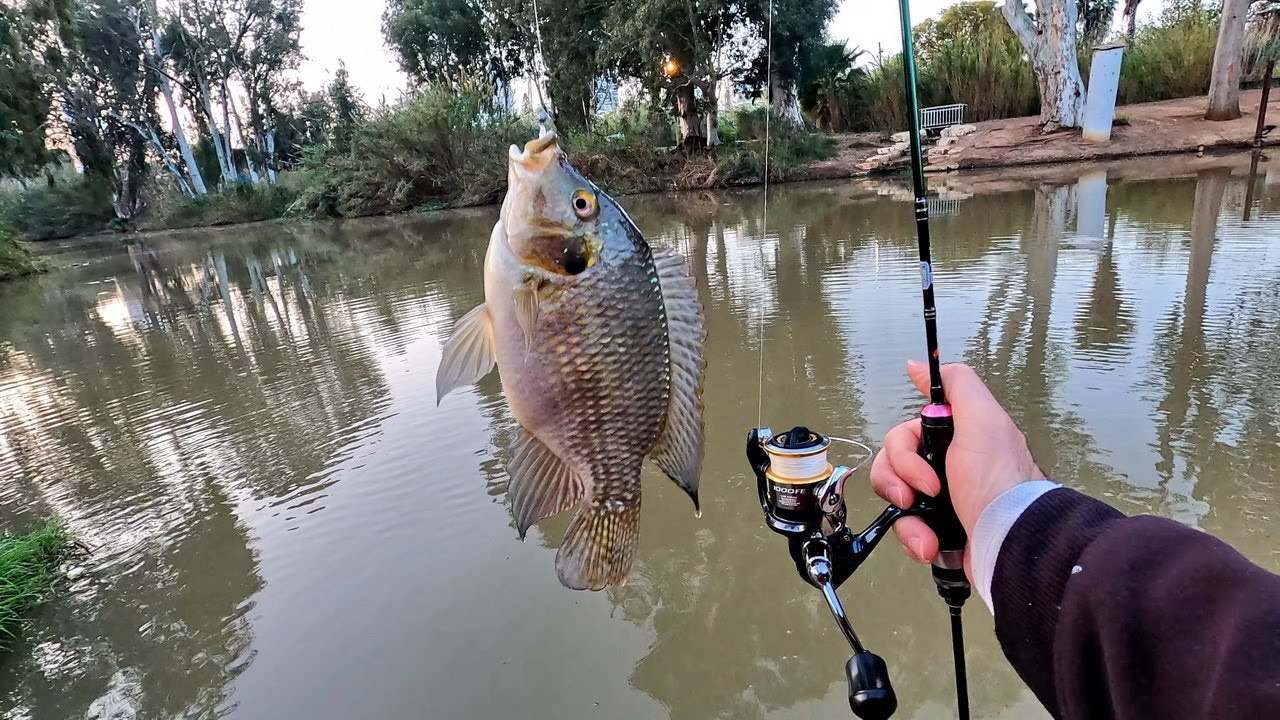 בוקר של דיג XUL בירקון לאחר כ3 חודשים🎣-Tilapia in Extra Ultralight/Super Ultralight spinning fishing