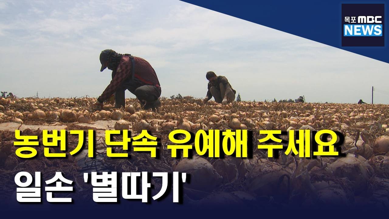 농번기 일손 구하기 별따기.. 단속 유예해 주세요[목포MBC 뉴스데스크]