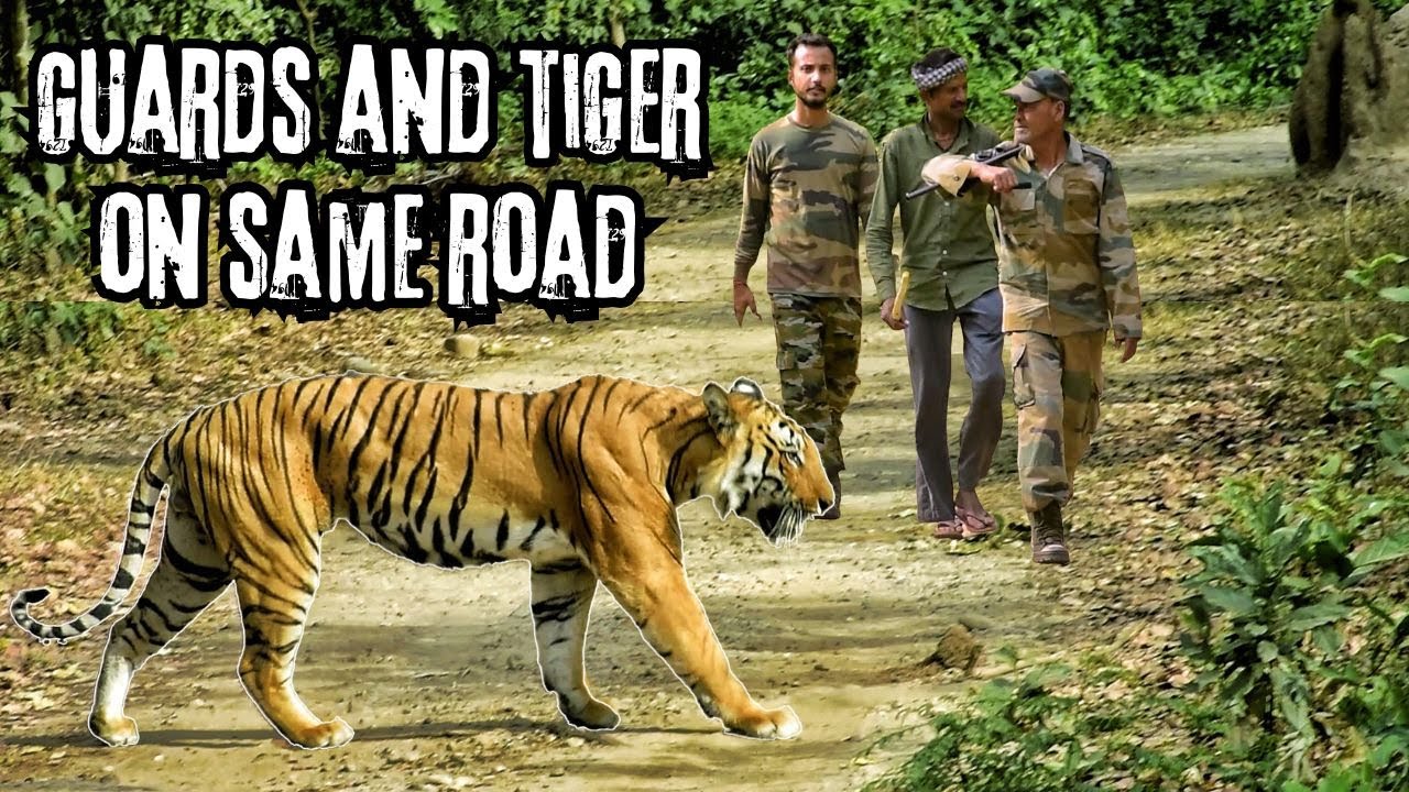Forest Guards walk fearlessly on same road with Tiger | Jim Corbett Jungle Safari | Dhela Zone