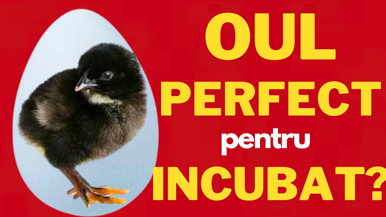 Descoperă OUALE PERFECTE  pentru INCUBAT !!!