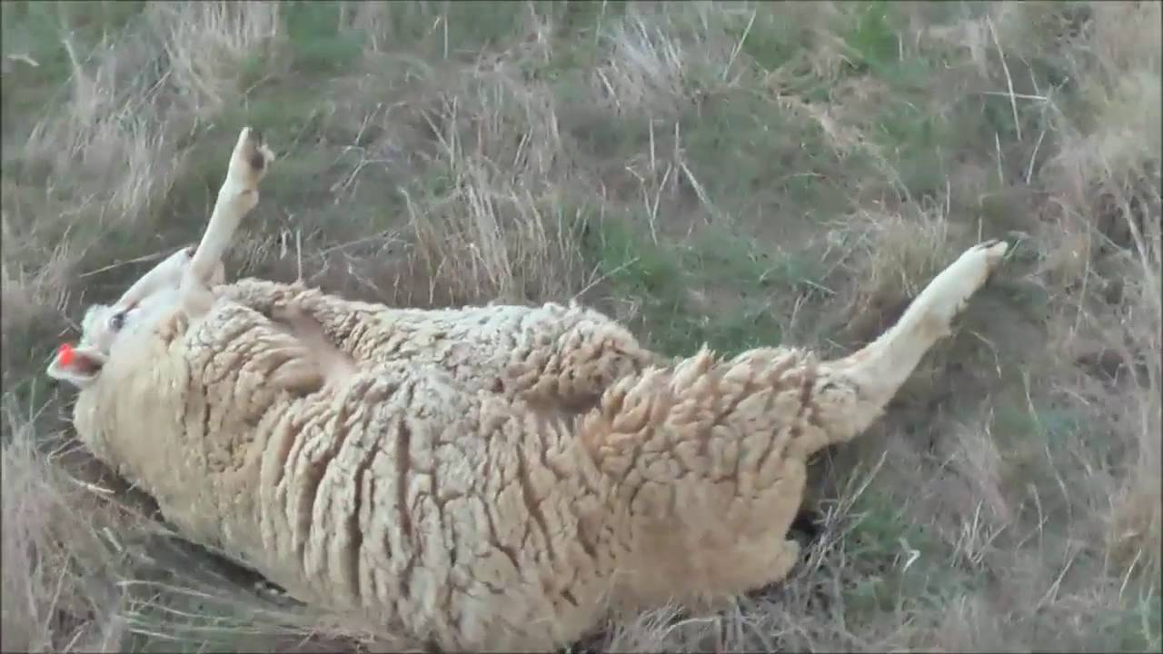 Cast Sheep