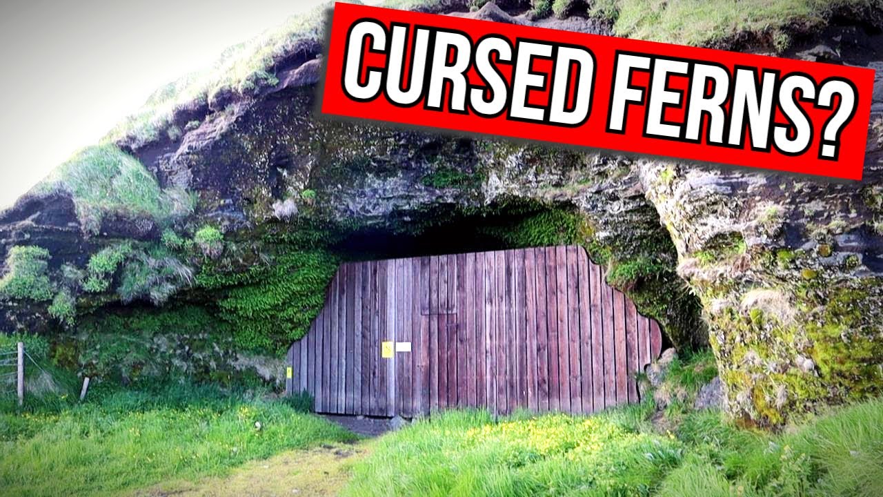 Visiting Iceland's Cursed Fern Cave (Steinahellir Cave) - Amazing Plants