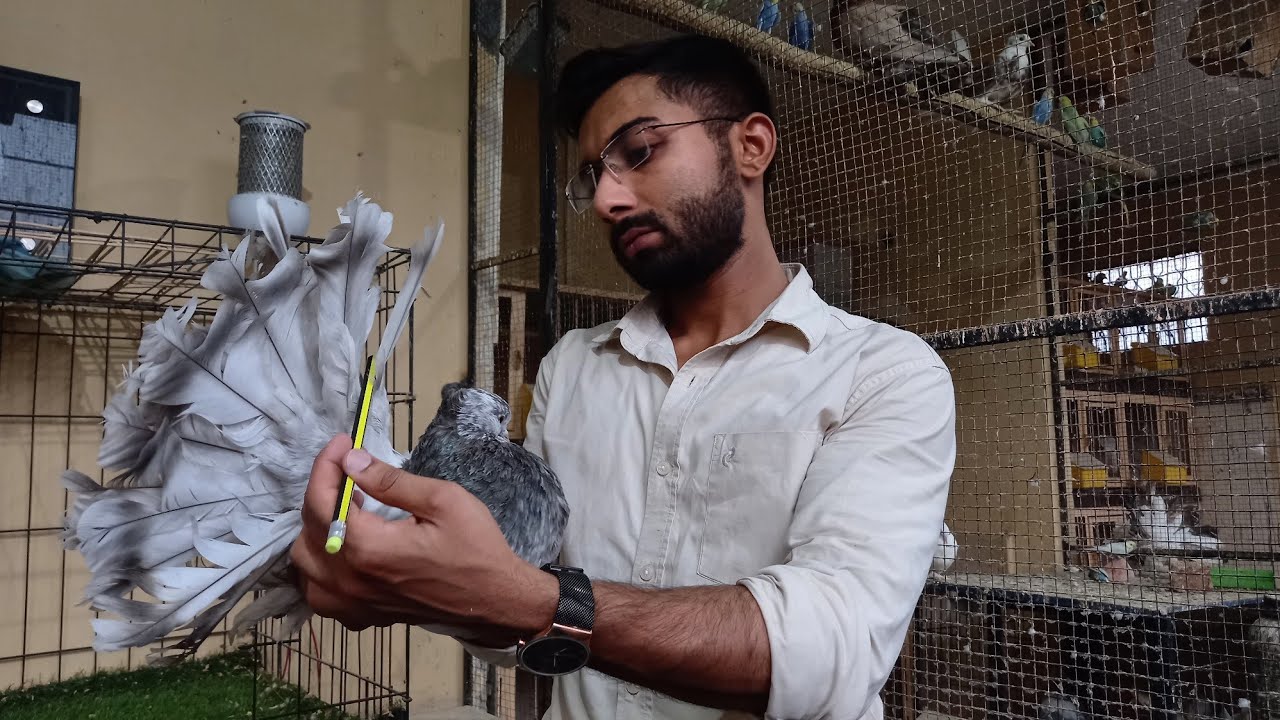 Layering of Indian Fantail with Pencil Trick in Urdu Hindi Fantails Pigeon Beauty Parlour Grooming