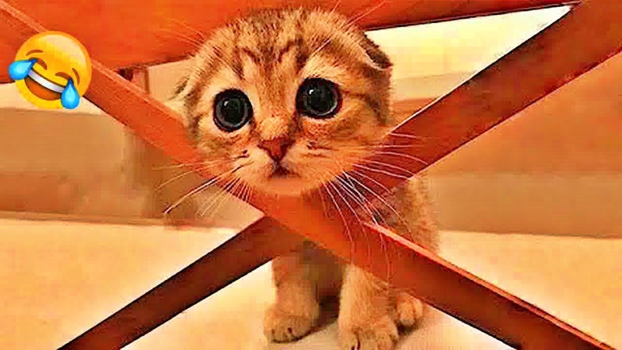 You Laugh You Lose🥰😹Funniest Dogs and Cats 2025🐶