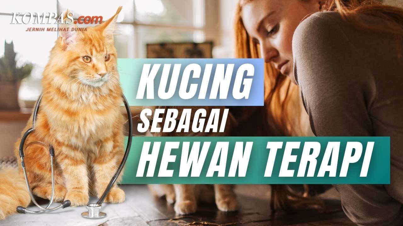 Benarkah Kucing Bisa Dijadikan Hewan Terapi?