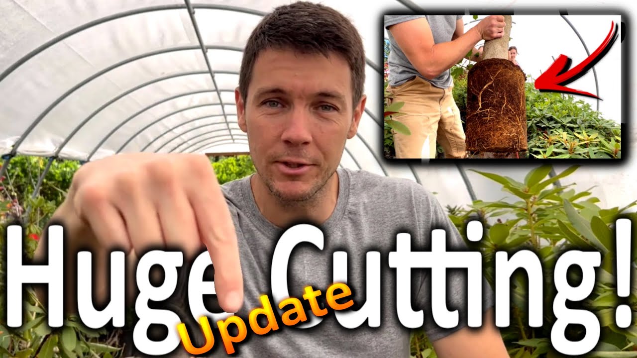 BIGGEST Cutting We've ever Rooted (Pt. 2) How to Grow a Fig Tree Cutting | Extreme Plant propagation