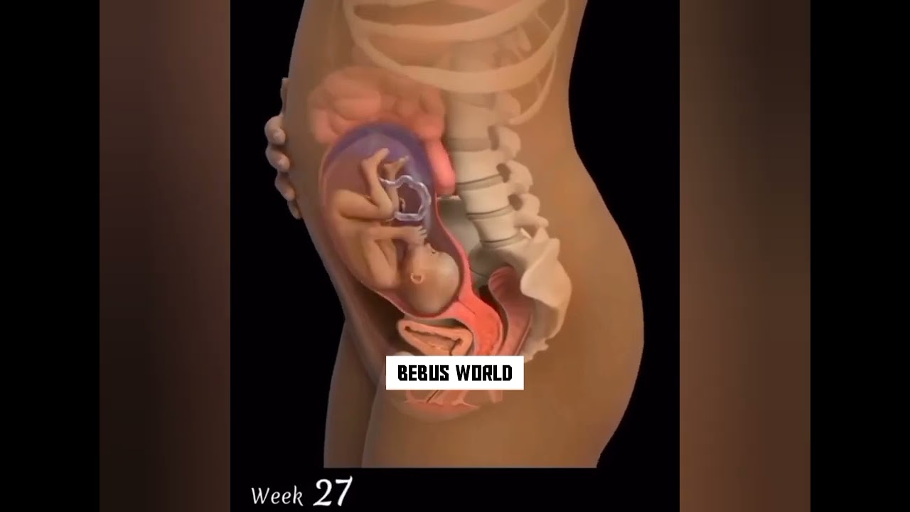 Baby Growth from 0 to 9 months /Baby Moment in Womb/ Baby growth week by week during pregnancy