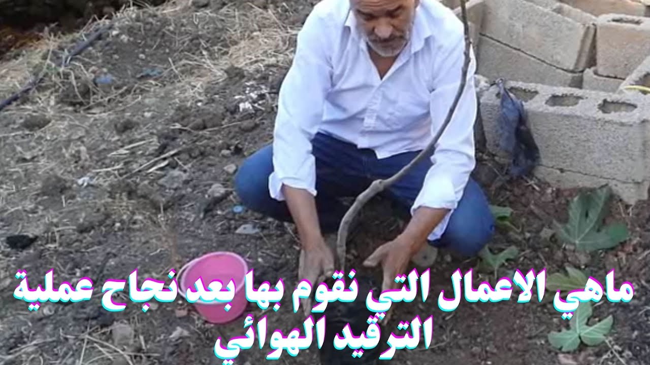 الخطوات الواجب القيام بها بعد نجاح عملية الترقيد الهوائي/الترقيد الهوائي لشجرة التين