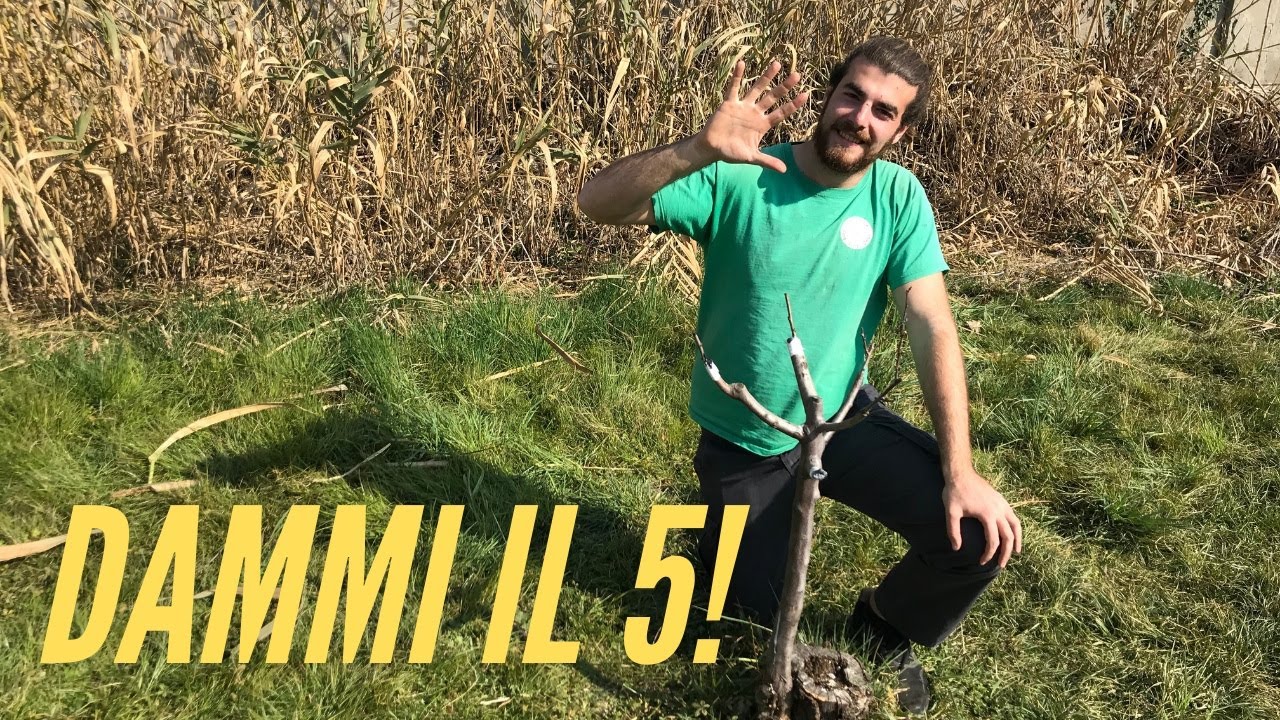 INNESTO di un SUSINO a 5 varietà DIVERSE